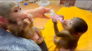 Манечка станет для Степки ЛУЧШЕЙ ЖЕНОЙ, она полностью изучила его характер с детства!