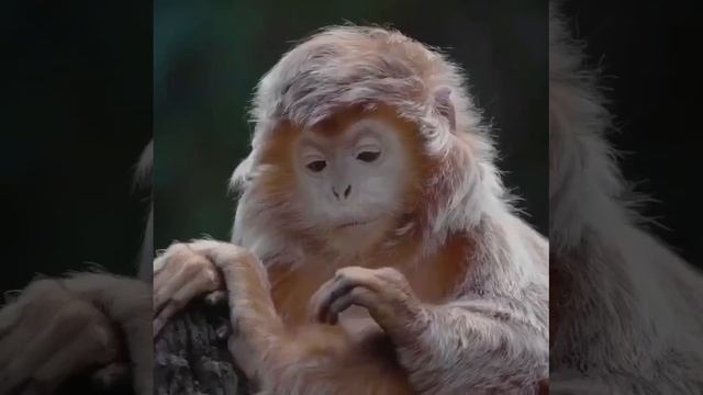 Меланхолик смотреть онлайн