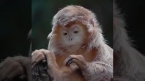 Меланхолик