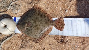 18 Февраля - День камбалы