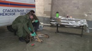 Росгвардия Воронежской области провела учения: «Первая помощь служебным собакам на поле боя»