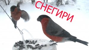 Кормушка за окном. СНЕГИРИ, СИНИЦЫ. Сделала кормушку из пластиковой бутылки. Птицы. Еда для птиц