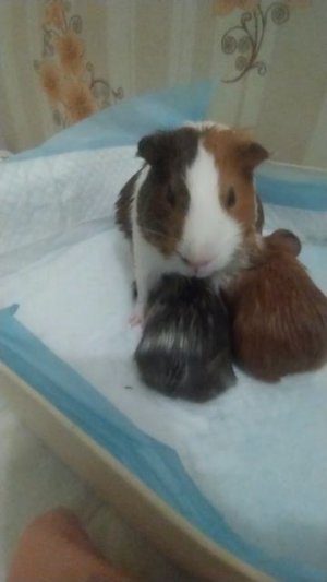 я сделала новый мем