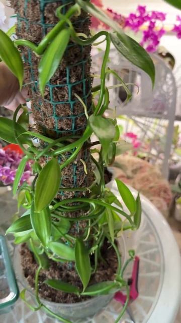 Орхидея вариегатная ваниль смотреть онлайн
