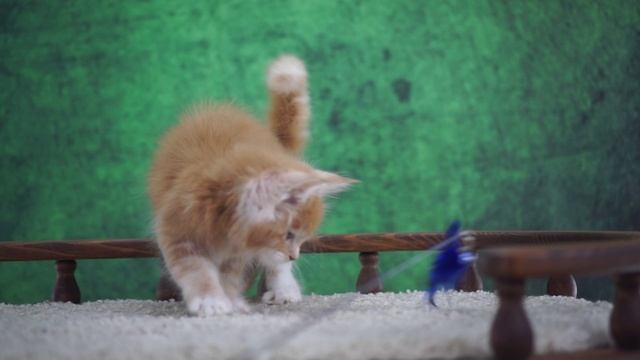 Igor 1,5 месяца смотреть онлайн