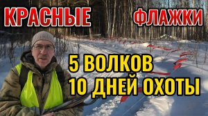 5 волков 10 дней охоты