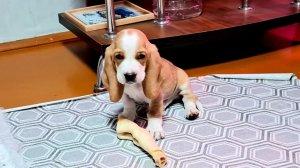 Бассет хаунд Ричард 1 месяц. У нас появился щенок.