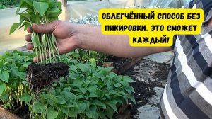 Как вырастить много красивой рассады сладкого перца - всё в одном видео