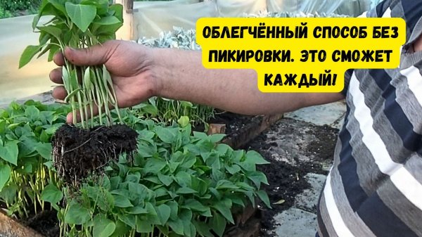 Как вырастить много красивой рассады сладкого перца - всё в одном видео