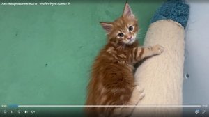 Котята питомника кошек  MARVEL CAT