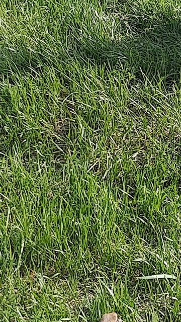 Суслики смотреть онлайн