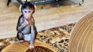 С утра Николь это просто ОБЕЗЬЯНКА - ЭНЕРДЖАЙЗЕР❤️