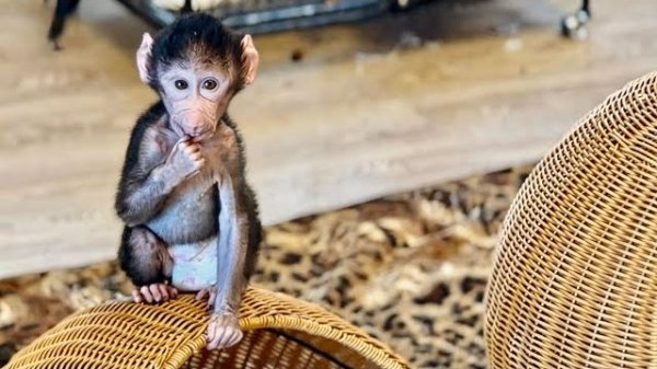 С утра Николь это просто ОБЕЗЬЯНКА - ЭНЕРДЖАЙЗЕР❤️