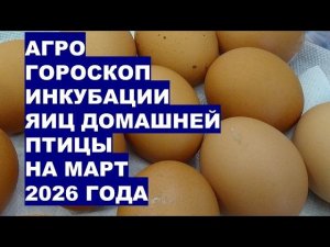Март 2026: Когда Заложить на Инкубацию Яйца Домашней Птицы?