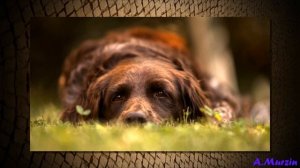 Ramio Lin - Чии ^^