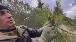 В Крыму стартовала заготовка семян хвойных лесных растений