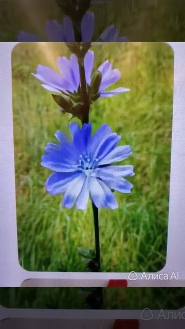 Цикорий качается. смотреть онлайн