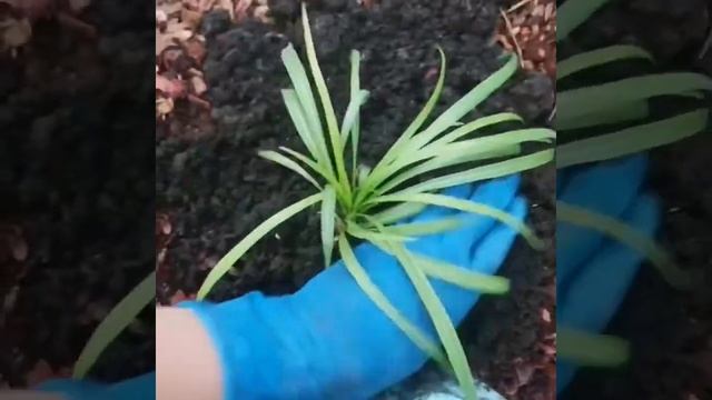 Как посадить растения в мульчу из коры или щепы