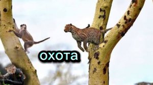 ЛЕОПАРД ОХОТИТСЯ НА ОБЕЗЬЯН