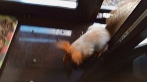 Белая полоска