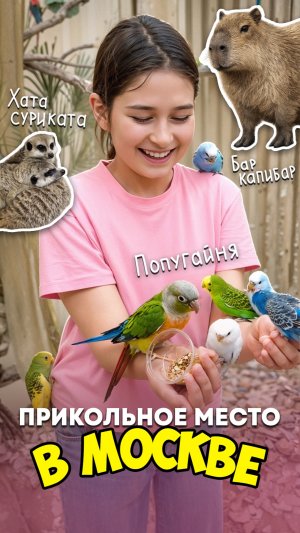 #досугмосква#досуг#животные#капибара#капибарырулят#коты#попугай#развлечениядлядетей

прикольные мест