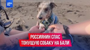Россиянин спас тонущую собаку на Бали.