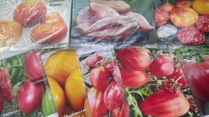 Посев томатов на рассаду для теплицы.