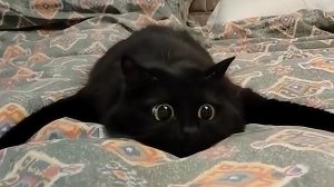 Смешные коты 2026! Смешные видео про котов − Смешные коты! Тест на психику