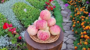 Грушовка ранняя