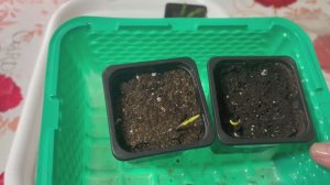 Острый перец Тёщин Язык, первые всходы.