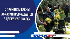 С приходом весны Абхазия превращается в цветущую сказку