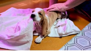 Бассет хаунд Ричард и Баранья нога.