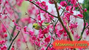 Мамины глаза.