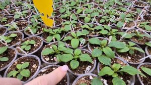 РАССАДА САМА ПОКАЖЕТ,ЧТО ЕЙ НУЖНО.