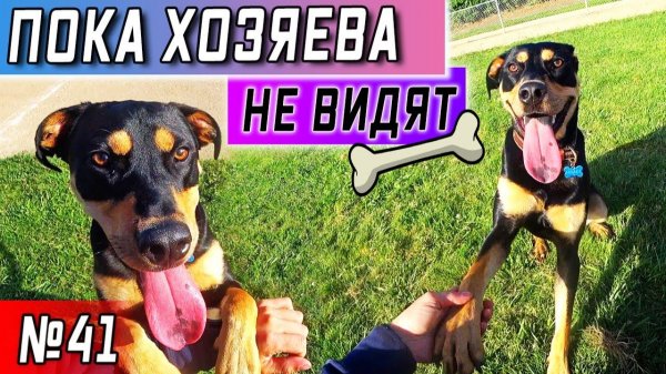 Все серии ! / 300$ каждый день / Дрессирую Биксби / Заблудился в лесу в США / Серия 41
