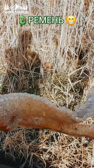 ЗМЕИНАЯ ШКУРА смотреть онлайн