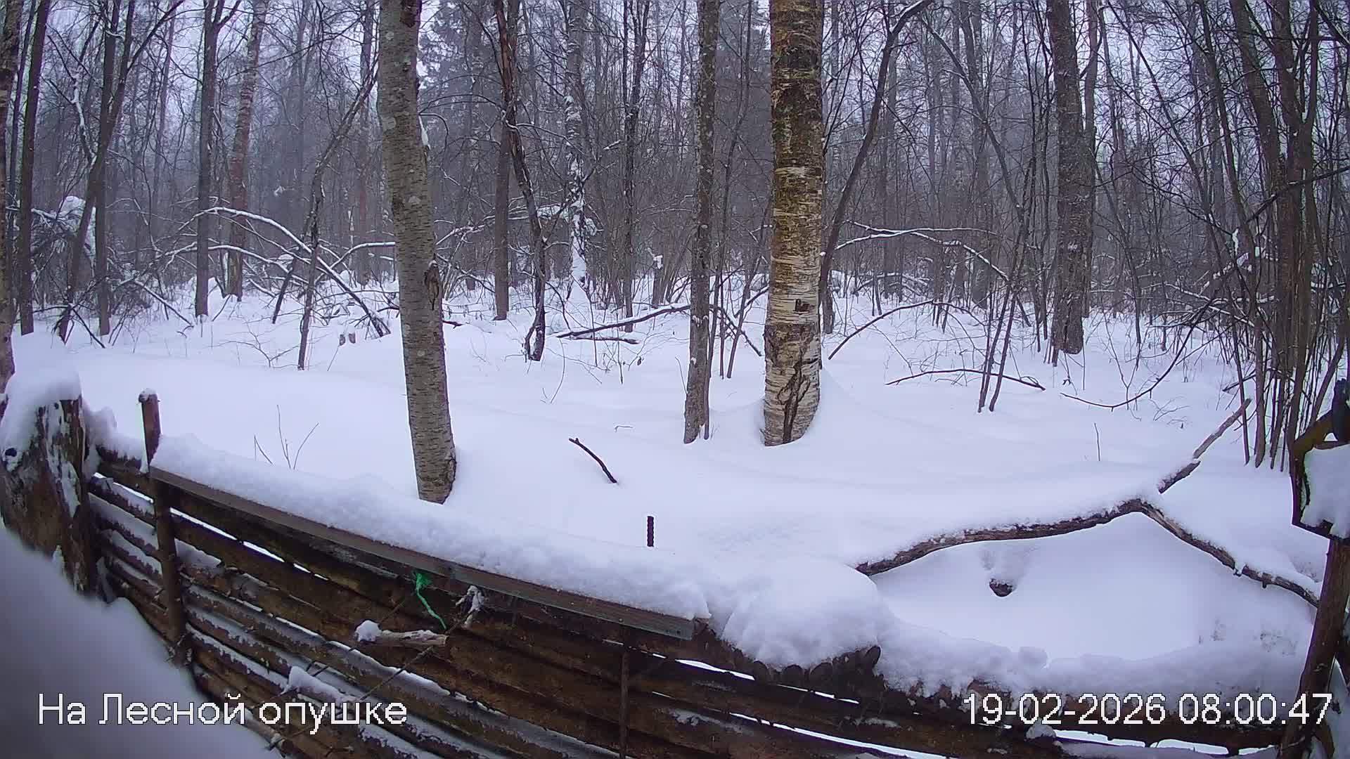 LIVE: На лесной опушке. Природа онлайн смотреть онлайн