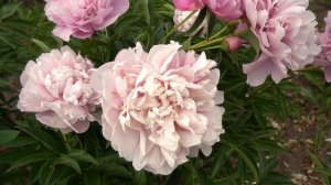 Пион УФИМСКАЯ РОЗА - P. lactiflora авторы Кравченко О.А. Новикова . В 1982 г