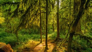 Успокаивающая прогулка по лесу (настоящие звуки природы).