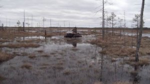 По болоту, весна 2024