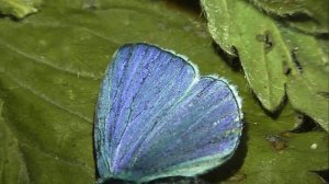 ИНСЕКТАРИЙ: 426. Голубянка Весенняя (Celastrina argiolus)