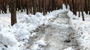 Воронеж : Кто очистил " тротуар" ( и для кого) в лесу??))))