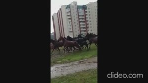 Табун лошадей)