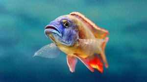 Кто так спрятался?