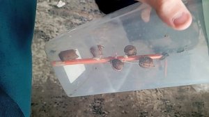 яйца богомола