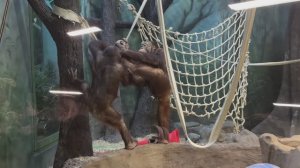 Орангутаны устраивают в своем вольере настоящие шоу, собирая толпу зрителей.  Московский зоопарк