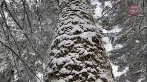 «По Уссурийскому краю». Экскурсия на гору Изюбриную.
