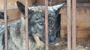 «СОБАЧЬЯ» КАТАСТРОФА