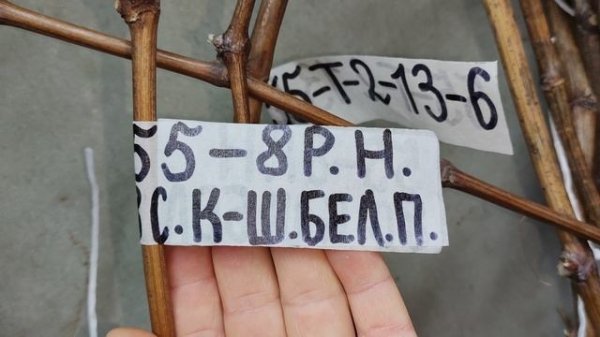 НОВИНКИ КОТОРЫЕ ЕЩЁ ЕСТЬ В ПРОДАЖЕ!!!🍇🍇🍇 Telegram, WhatsApp, Vlber и MAX+79528500417.