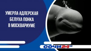 Умерла адлерская белуха Понка в Москвариуме